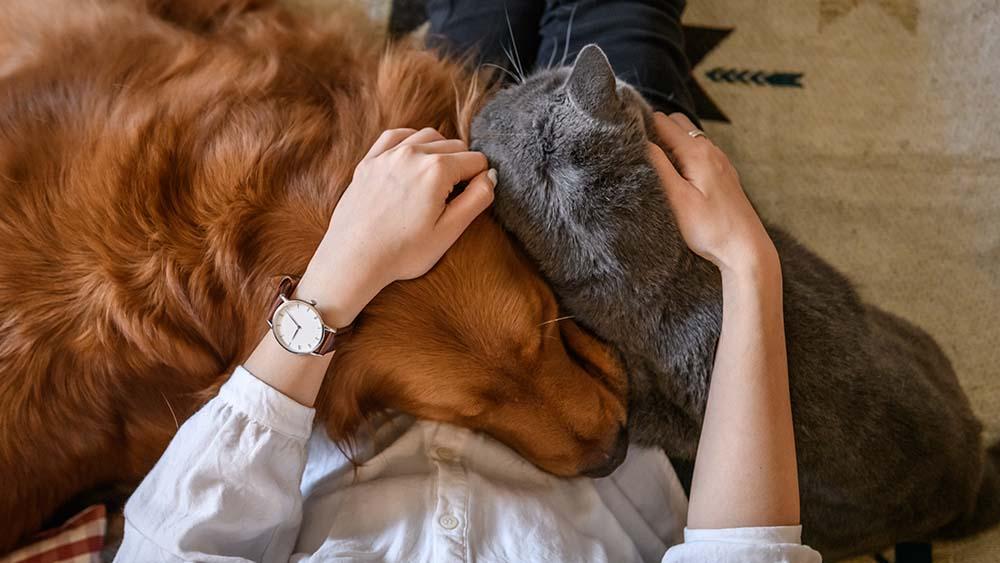 Tips for Ensuring⁣ Your Pet's Comfort During ⁢Ear cleaning ⁤Sessions