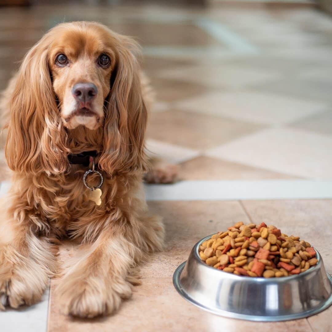 A Taste Test Adventure: Real Dogs, Real⁢ Reactions