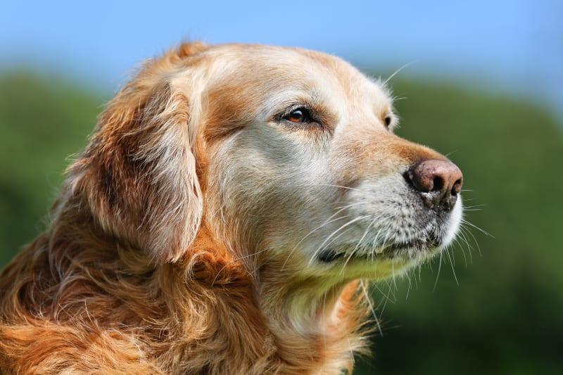 Understanding ⁤the Cognitive Needs of ​Senior Dogs