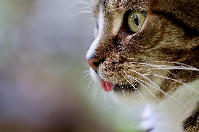 Taste Test: How Cats Respond to the Life ⁣protection Formula
