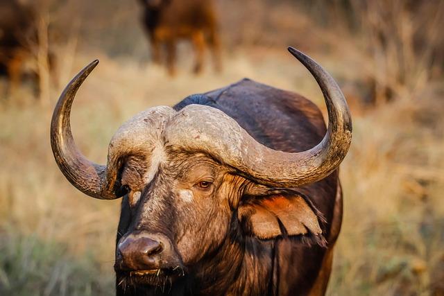 Exploring⁤ the Nutritional Foundations‌ of Blue Buffalo⁣ Cat⁣ Food