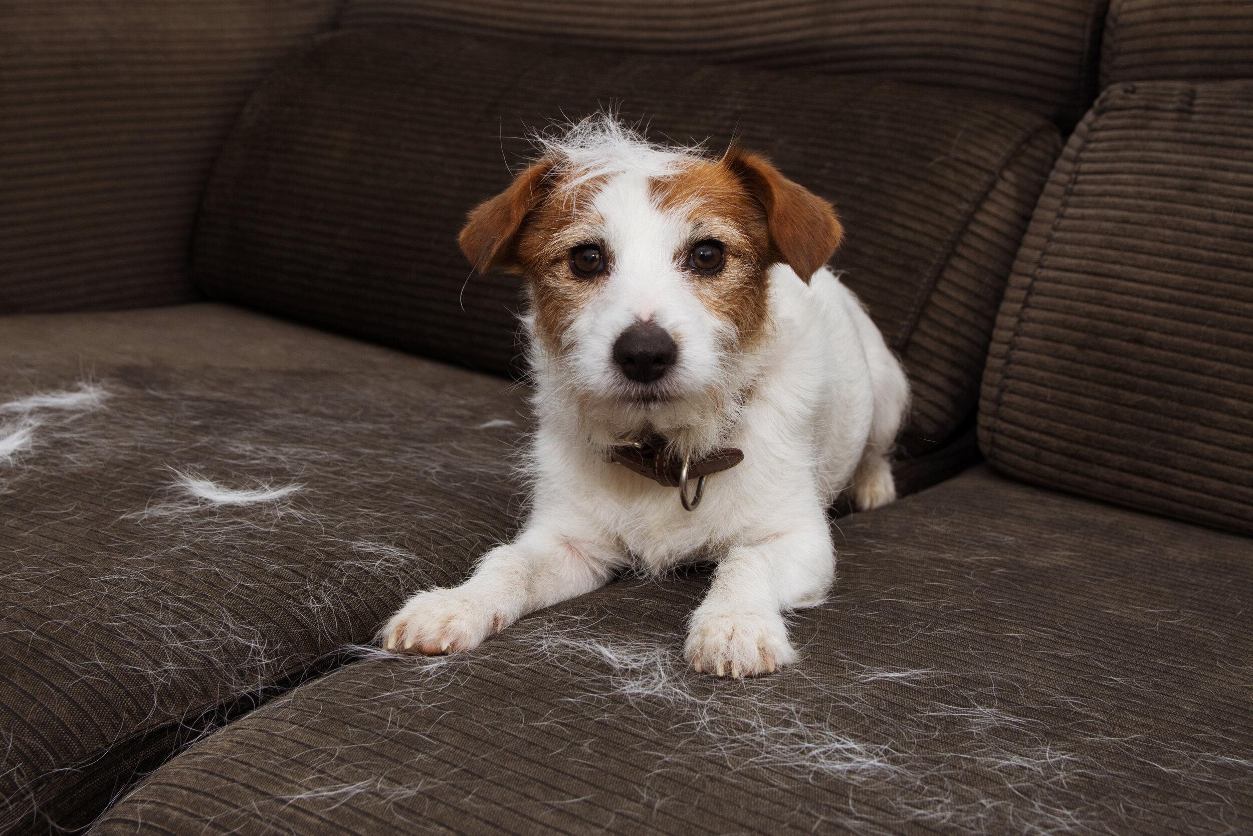 Effectively Managing ​Shedding and Mats for⁤ a Healthier Coat