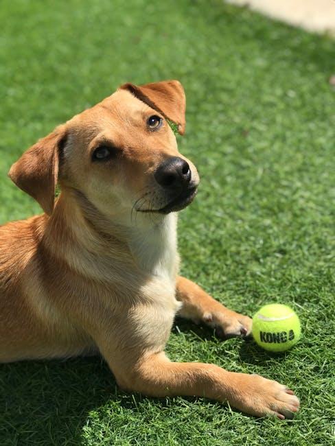 Choosing‌ the Right size: A Guide for​ Every Breed