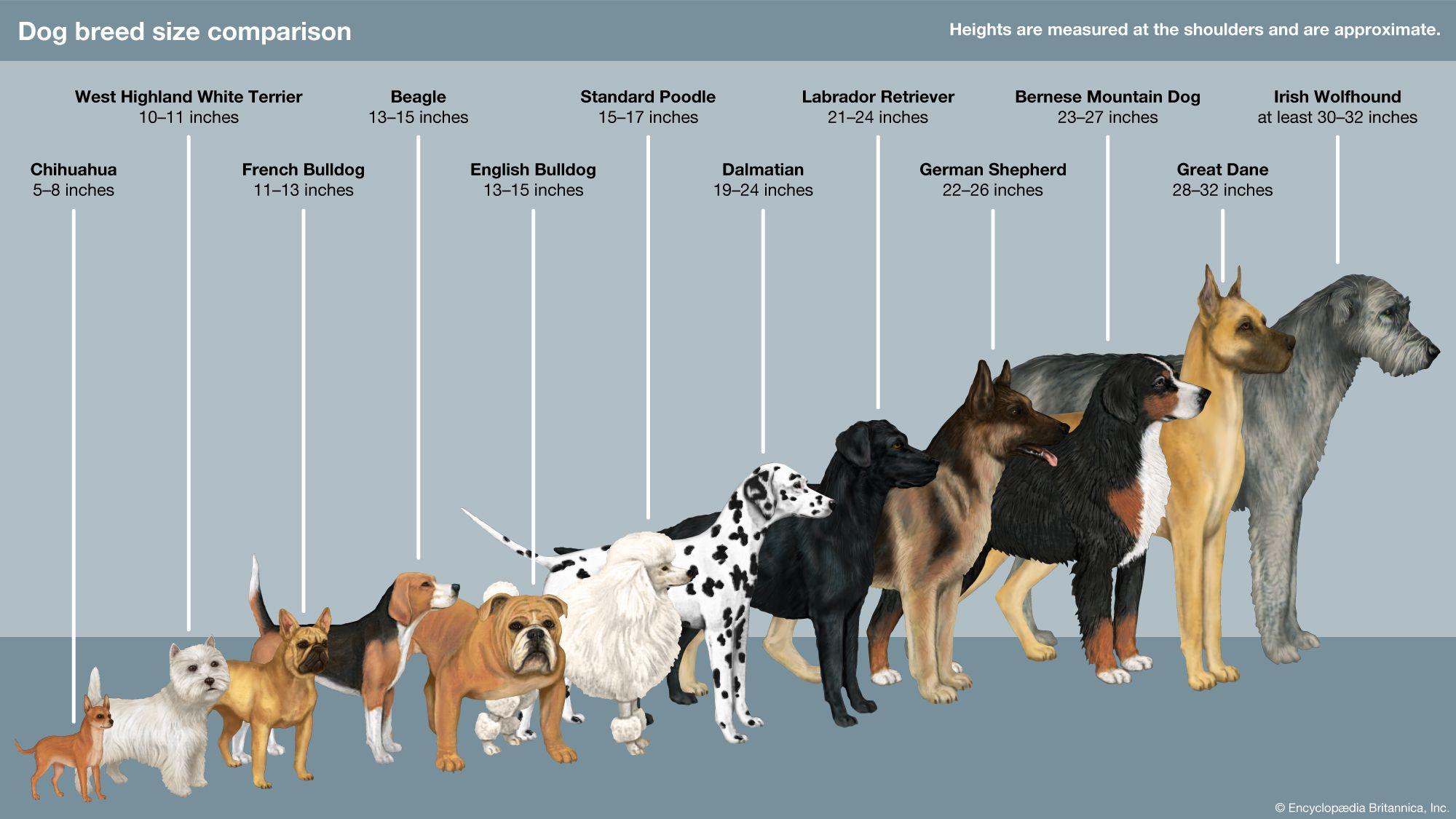 Real-Life Success Stories: Dogs⁣ Thriving on Sport Performance Formula