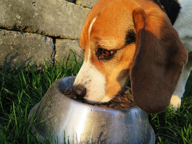 Nutritional Benefits for⁤ Every ​Breed: ​Tailoring Your Dog's Diet