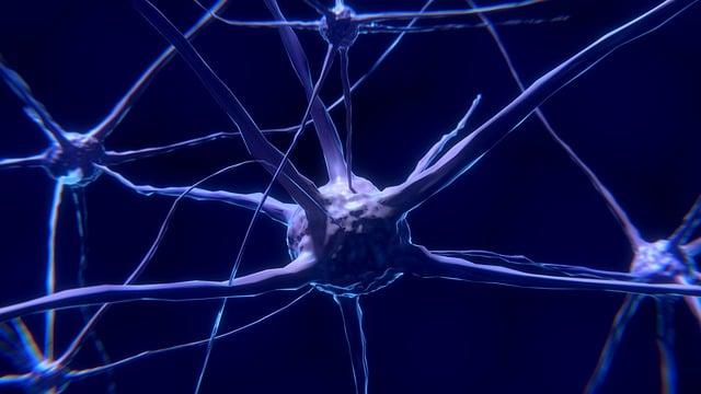 Key Ingredients ‌That‍ Foster Brain Health