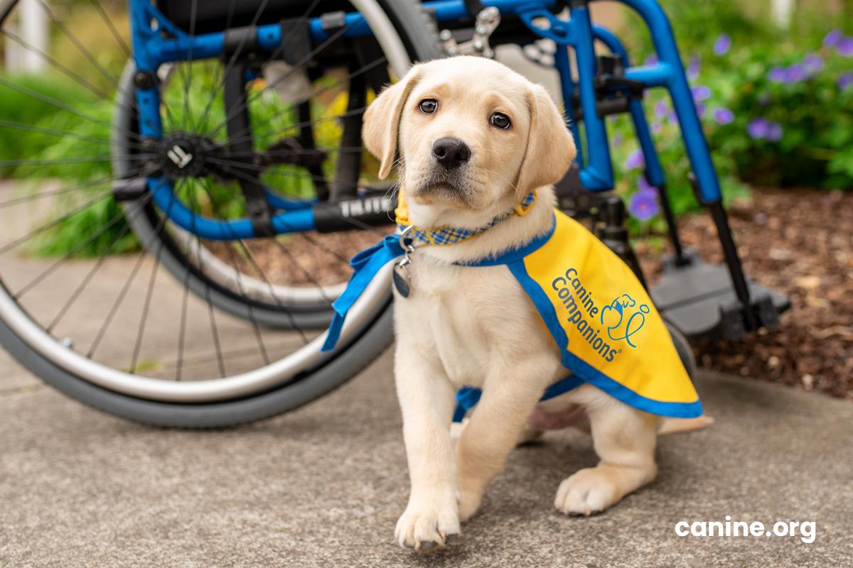 Choosing the Right⁣ Size and Flavor ⁢for Your Canine Companion