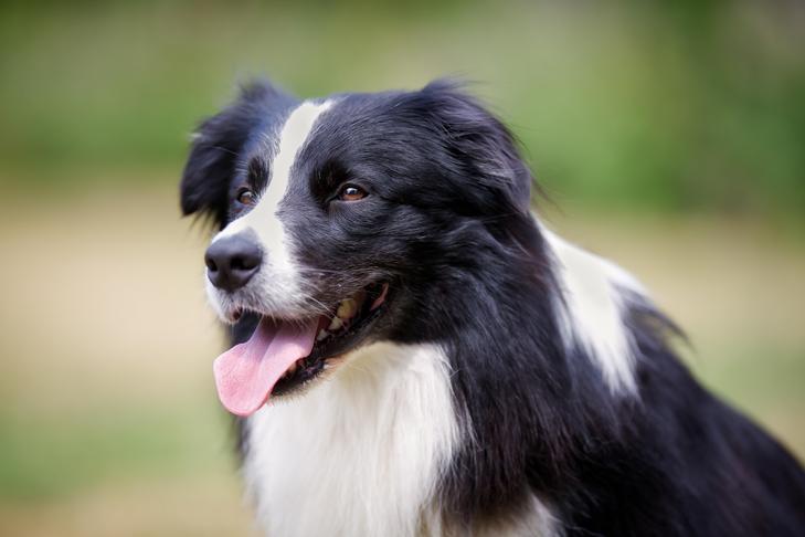 Understanding the Unique Needs ‍of Double-coated Breeds