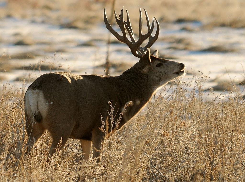 Deer-Resistant Vegetation: Learn how to Shield Your Backyard from Wildlife Harm