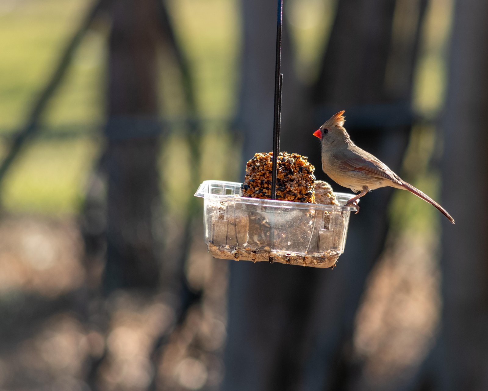 Attracting ​Birds: Creating an‍ Oasis for Feathered Friends