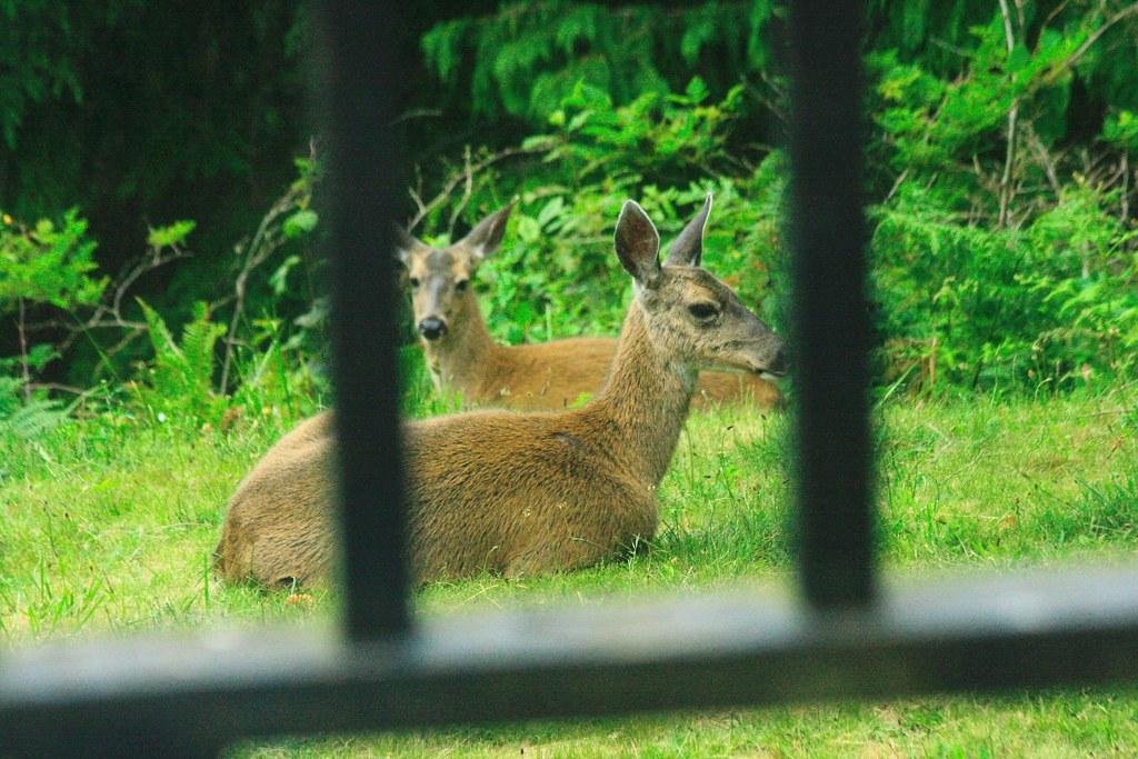 Understanding Deer Behavior and⁤ Eating Patterns: Insights for‌ Effective Garden Defense