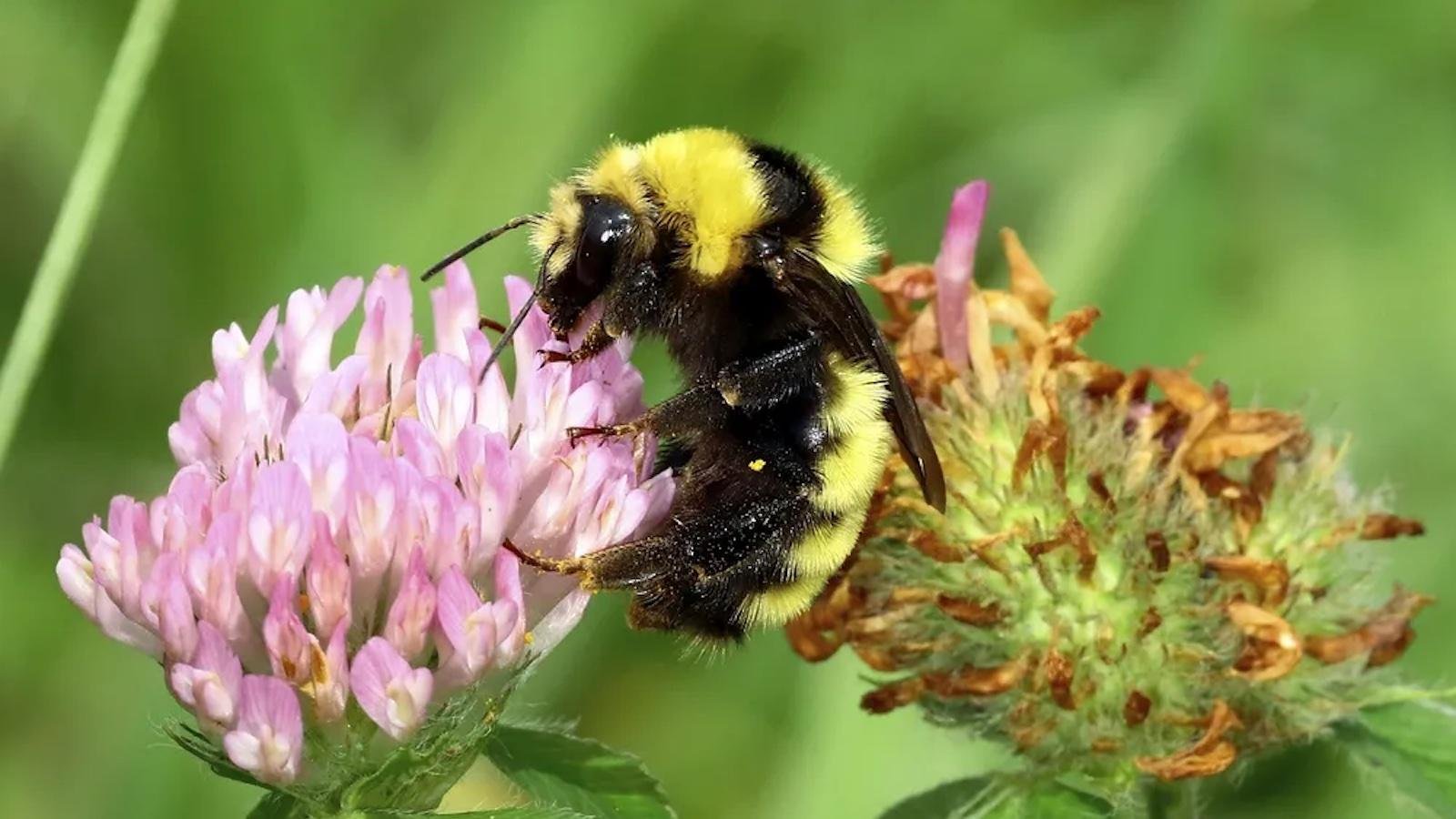 Buzzing with ‌Life: Cultivating a‍ Bee-Friendly Garden