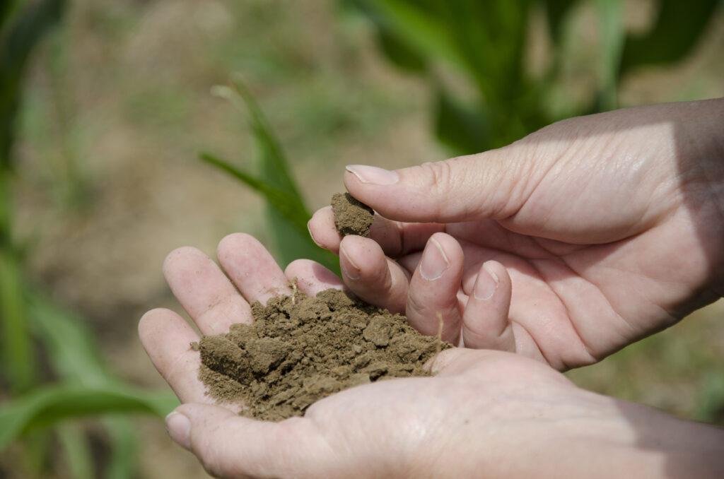 From Soil to Table: Utilizing Fresh Herbs in Everyday Cooking