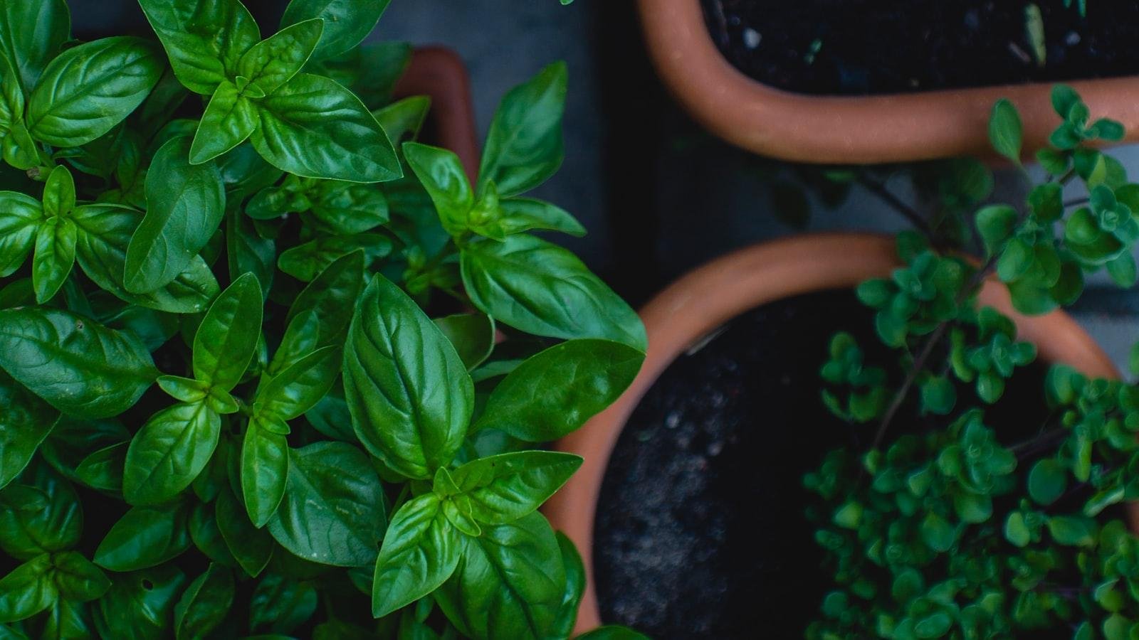 Benefits of Indoor‍ Gardening: Enhancing Your Living Space and Health