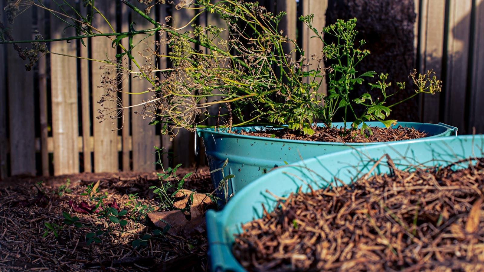 Preparing ‍Outdoor Plants for Winter: Essential Tips for Success