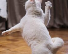 Kong Cat Toy: Interactive Play for Feline Friends