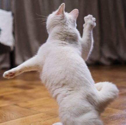 Kong Cat Toy: Interactive Play for Feline Friends
