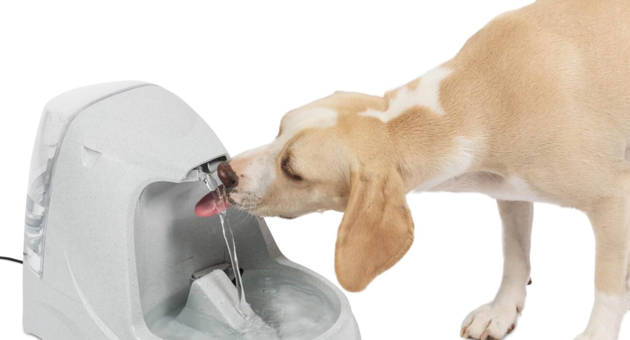 PetSafe Drinkwell Fountain: Hydration Solutions for Cats and Dogs